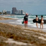 Sargassum, the smelly nemesis of beach vacations, has become a self-sustaining disaster that will keep coming back