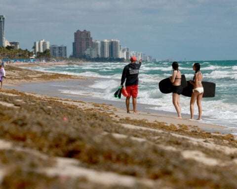 Sargassum, the smelly nemesis of beach vacations, has become a self-sustaining disaster that will keep coming back