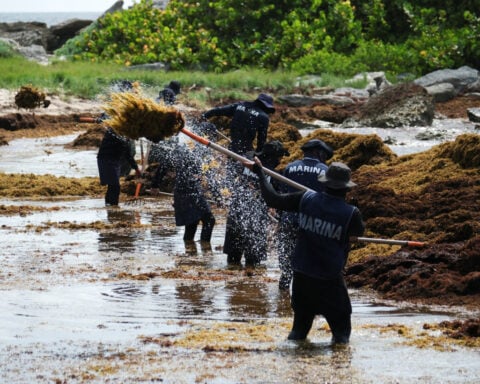 Record seaweed blankets Mexico's Caribbean coast, threatening tourism and the environment