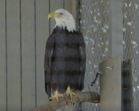 Spirit the bald eagle donates blood to help critically injured eagle Jackie from Big Bear