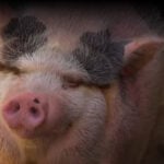 Potbellied pig 'Cupcake' becomes a local favorite with shrimpers across Fort Myers Beach