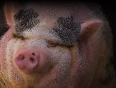 Potbellied pig 'Cupcake' becomes a local favorite with shrimpers across Fort Myers Beach