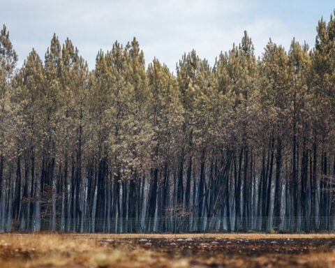 Wildfires darken the clouds over France's Bordeaux wine industry