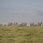 The deaths of 15 elephants in Kenya's Amboseli National Park spark investigation