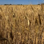 US wheat rises on Black Sea disruptions