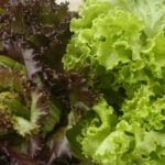 Should you wash your prewashed lettuce? An infectious disease expert explains how to eat your greens safely during the cyclospora outbreak