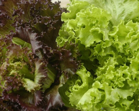 Should you wash your prewashed lettuce? An infectious disease expert explains how to eat your greens safely during the cyclospora outbreak
