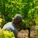 Wildfires near Bordeaux bring more troubles to France's wine industry