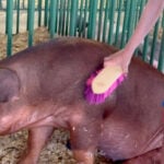 Bacon Buddies: FFA and 4-H members introduce hogs to youth with special needs at Westfair