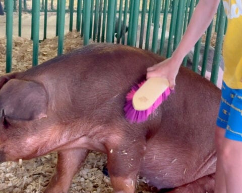 Bacon Buddies: FFA and 4-H members introduce hogs to youth with special needs at Westfair