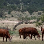 USDA to fund Arizona facility to fight flesh-eating livestock pest