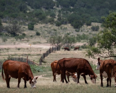 USDA to fund Arizona facility to fight flesh-eating livestock pest