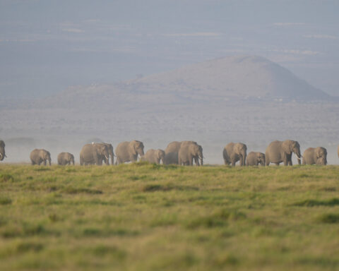 Kenya says 15 elephants died of cyanide poisoning after eating tomatoes from nearby farms