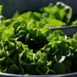 Between prices and a diarrhea-causing parasite, lettuce is causing hard times at some restaurants