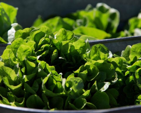 Between prices and a diarrhea-causing parasite, lettuce is causing hard times at some restaurants