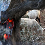 Greek firefighters battle deadly wildfires on Crete for a second day