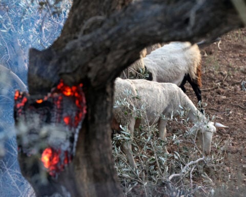 Greek firefighters battle deadly wildfires on Crete for a second day