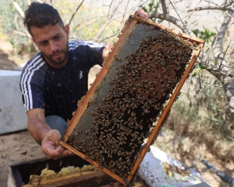 With fields destroyed and hives lost, Gaza's beekeepers struggle to start over