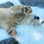 Prague zoo keeps polar bears cool with ice cubes as European summer heatwave hits