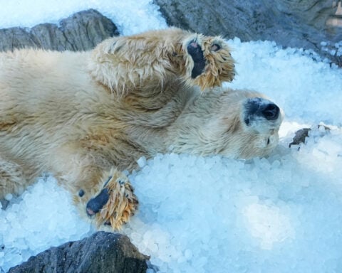 Prague zoo keeps polar bears cool with ice cubes as European summer heatwave hits
