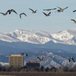 Not all Coloradans want to share their cities with Canada geese and their poop – a wildlife manager shares the control methods that work
