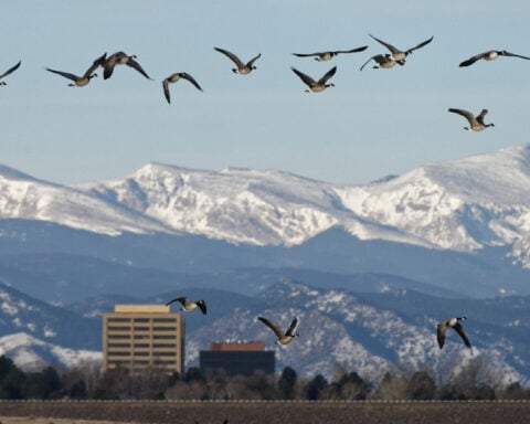 Not all Coloradans want to share their cities with Canada geese and their poop – a wildlife manager shares the control methods that work