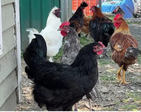 Farm overwhelmed by roosters dumped on property: "It's a shame"