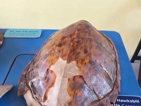 Man accused of selling rare sea turtle shell online