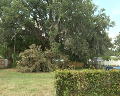 Neighbors fight to save centuries-old live oak