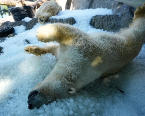 Prague zoo keeps polar bears cool with ice cubes as European summer heatwave hits
