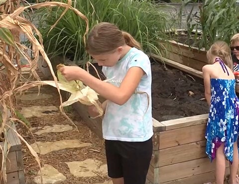 ‘For people to see where the food actually comes from’: Strips Chicken uses garden to connect kids with food
