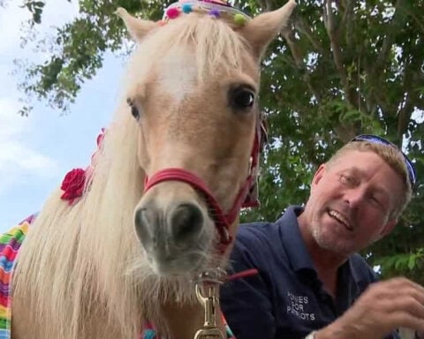 Veterans and seniors find comfort through mini therapy horses at an Ocala ranch