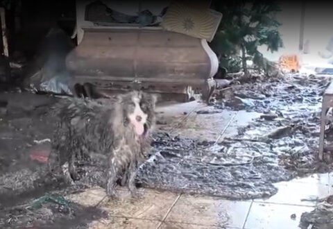 'Deplorable conditions': Martin County woman accused of hoarding 36 dogs