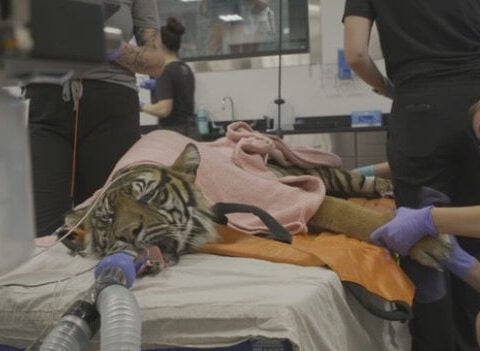 Denver Zoo head veterinarian discusses recent deaths of animals, explains zoo's "whole life care" philosophy
