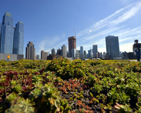 Green roofs can help cool cities in the summer heat, but building them is only the first step – many don’t survive