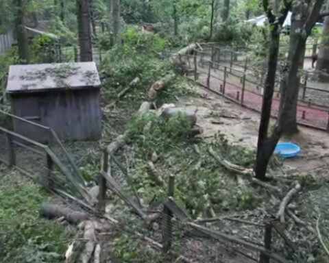 Beloved Massachusetts zoo closed after powerful storm damages animal enclosures: "It was overwhelming"