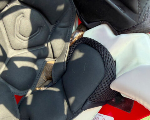 High school football player in Arkansas practices with a venomous snake in his helmet