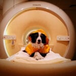 Dogs know if we’re happy, sad or scared just from our expressions, study suggests