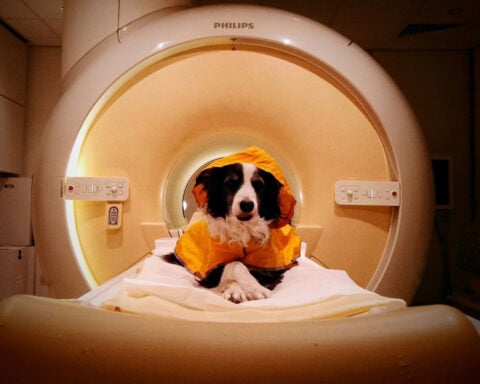 Dogs know if we’re happy, sad or scared just from our expressions, study suggests