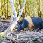 Controlling wild pigs can work if it’s a group effort