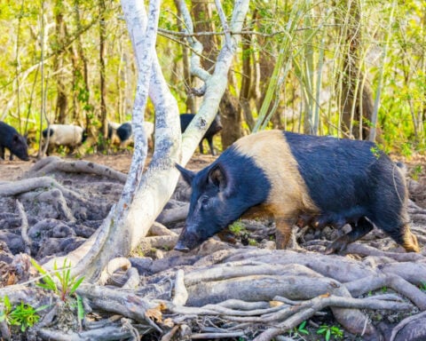 Controlling wild pigs can work if it’s a group effort