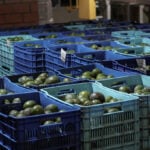 US fully restarts activities in Mexico's avocado hub after security scare