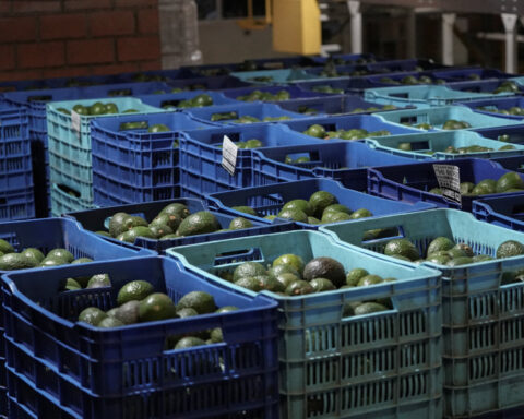 US fully restarts activities in Mexico's avocado hub after security scare