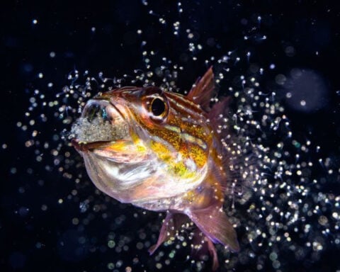 Ocean Photographer of the Year 2026 finalists announced