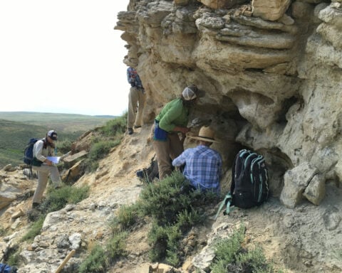 Ancient forests took 100,000 years to recover from the last global warming period similar to today – Wyoming fossils reveal what happened