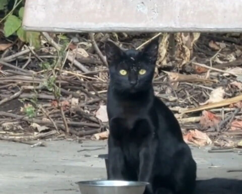 Ripon moves to ban feeding feral cats on public property to protect endangered rabbit