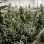 How US marijuana reclassification could help cannabis companies