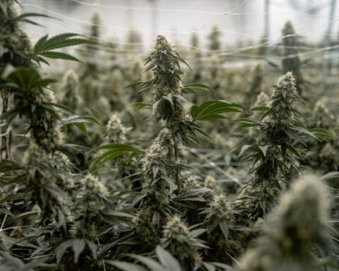 How US marijuana reclassification could help cannabis companies