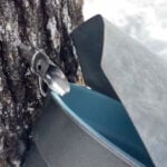 Vermont maple syrup production to exceed millions of gallons this year