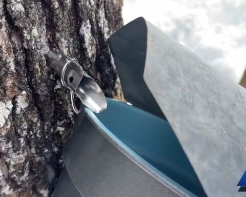 Vermont maple syrup production to exceed millions of gallons this year